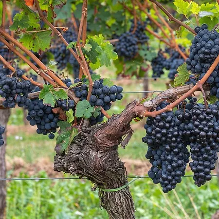 فندق مبيت وإفطار The Grapevine By Manvi Montepulciano Stazione