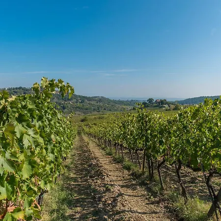 The Grapevine By Manvi Frühstückspension *