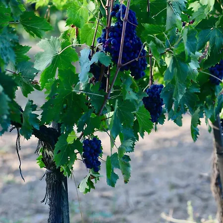The Grapevine By Manvi * Montepulciano Stazione